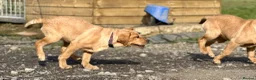 Labrador Retriever dogs for sale: SUPERB, HEALTHY, CHUNKY, FAMILY RAISED LABRADORS  - Advert 20
