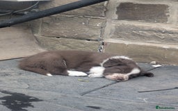 Border Collie dogs for sale: Red and white border collie/Sheepdog Pups - Image 29