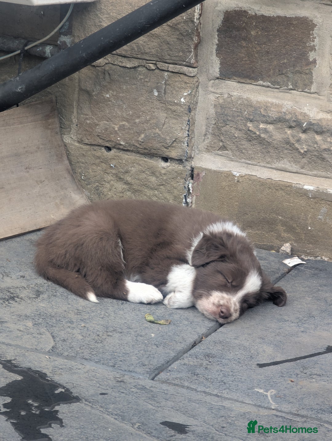 Border Collie dogs for sale: Red and white border collie/Sheepdog Pups - Image 29