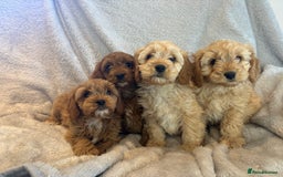 Cavapoo dogs for sale: Health tested cavapoo puppies - Image 1