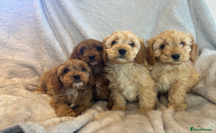 Cavapoo dogs - Advert 2