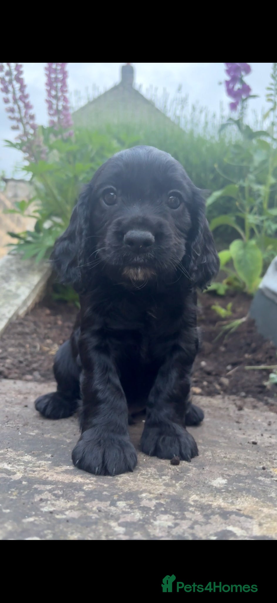 Cocker Spaniel dogs KC Cocker Spaniels  - Advert 17