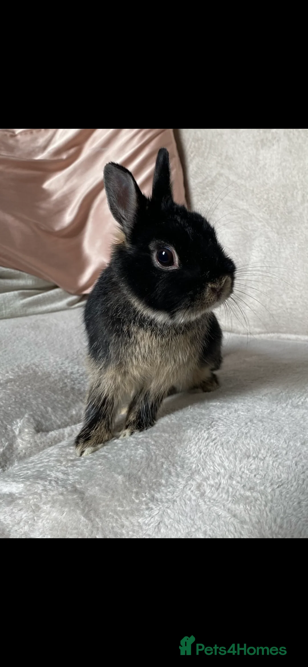 Netherland Dwarf rabbits for sale: FEMALE NETHERLAND DWARF  - Advert 1