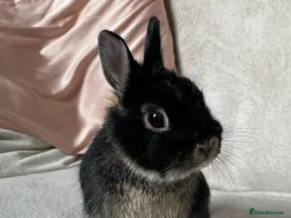 Netherland Dwarf rabbits FEMALE NETHERLAND DWARF - Advert 2