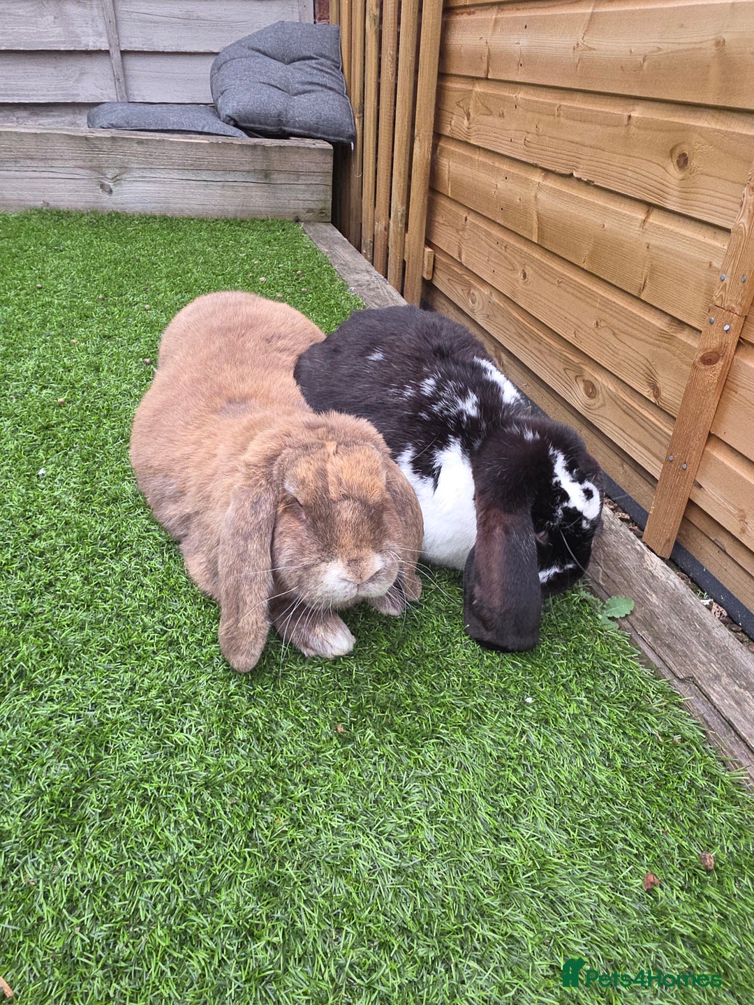 British Giant rabbits for sale: 2 Giant French Lops Male - Image 4