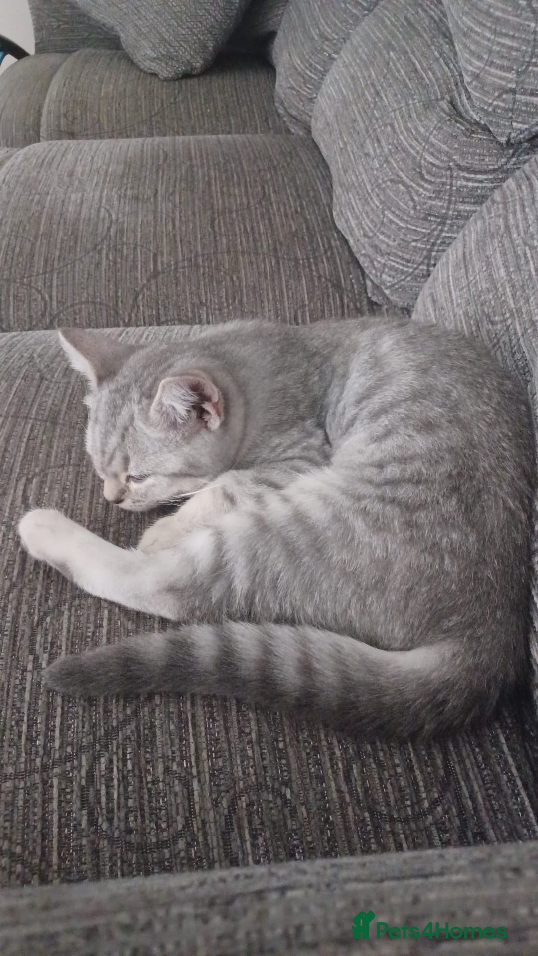 British Shorthair cats for sale: Beautiful silver spotted BSH for sad sale  - Image 2