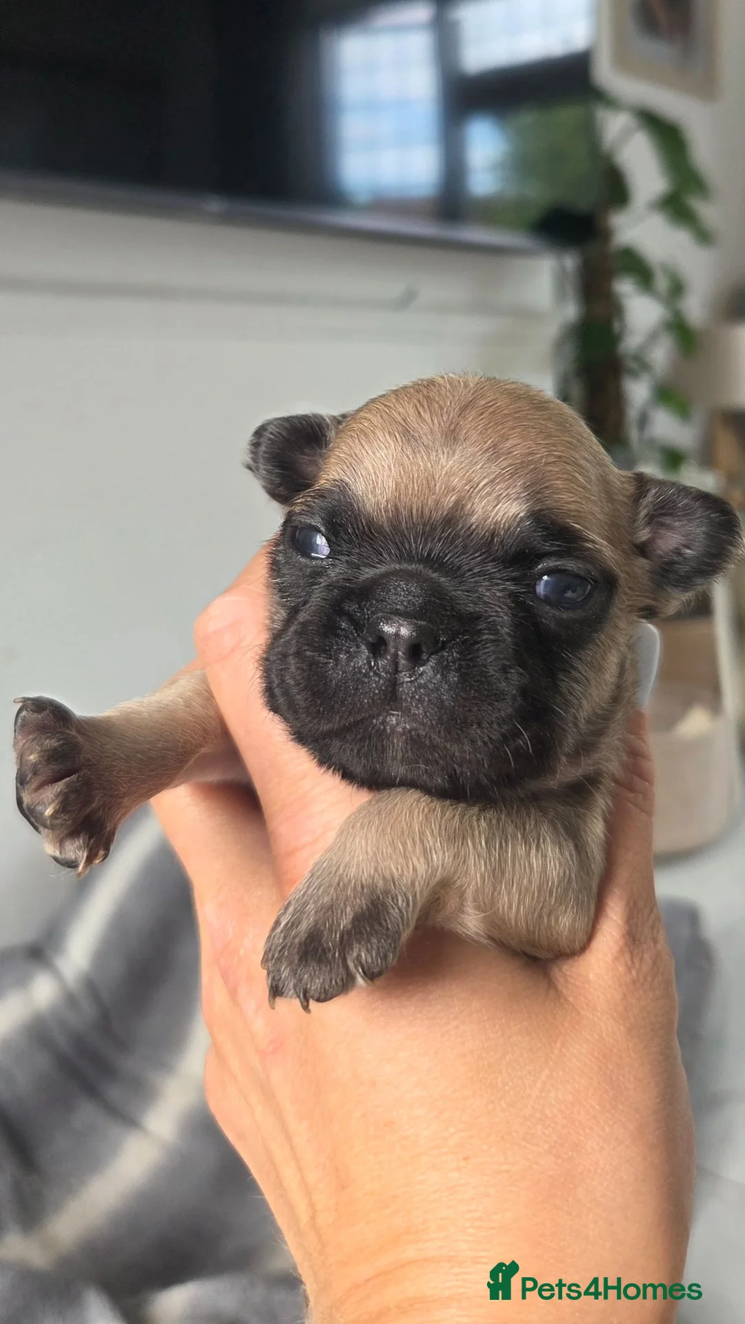 French Bulldog dogs for sale: Ready to collect  - Advert 37