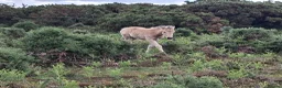 New Forest horses for sale: New Forest foals - Advert 5