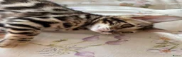 Bengal cats for sale: BENGAL BREED CLEAN in Orpington - Advert 3