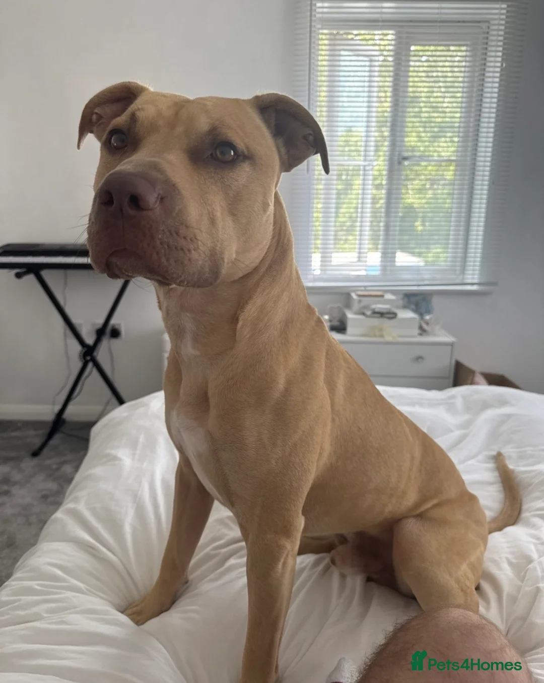 Mixed Breed dogs for sale: 2 year old male - Advert 4
