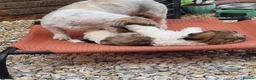 Shih Tzu dogs for sale: Shihtzu pups - Advert 3