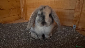 French Lop rabbits - Advert 3