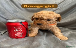 Cavapoochon dogs for sale: 🐾CAVAPOOCHON PUPPIES 🐾 - Image 7