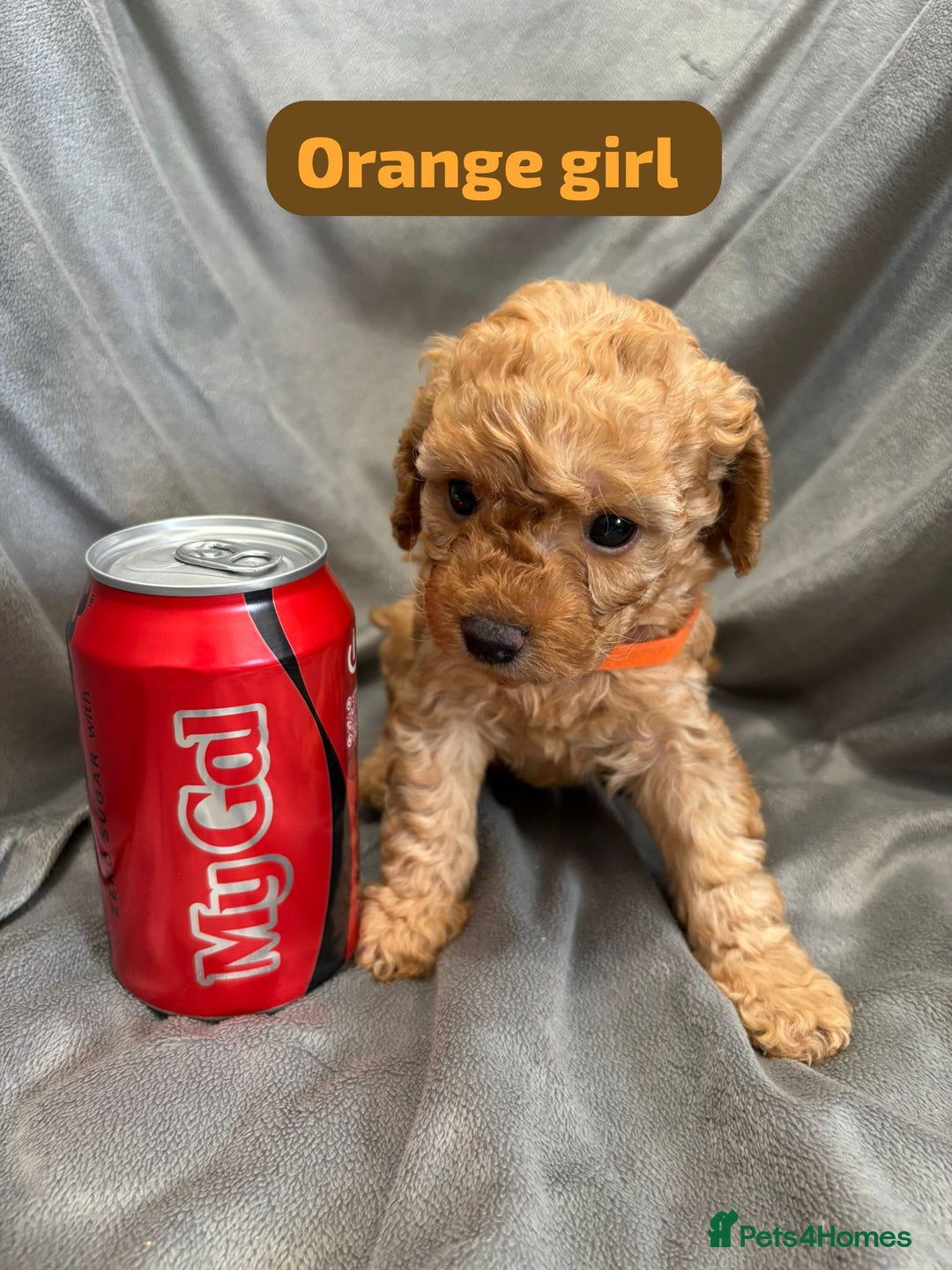 Cavapoochon dogs for sale: 🐾CAVAPOOCHON PUPPIES 🐾 - Image 7