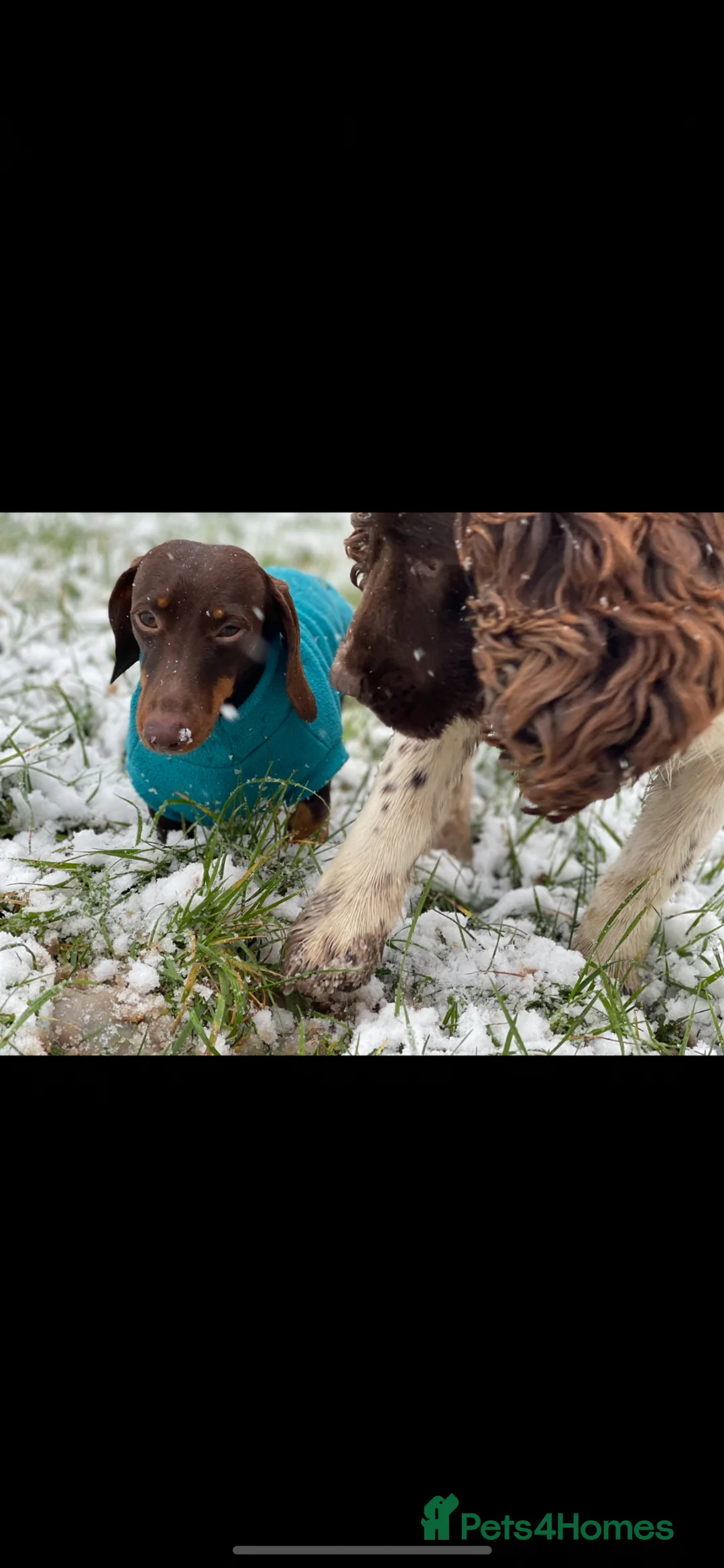 Miniature Dachshund dogs for stud: Cracking Jack At Towkay - Available for Stud - Advert 2