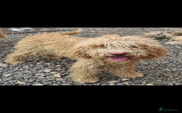 Mixed Breed dogs for adoption: RUFFLES, female. Non shedding - Image 1