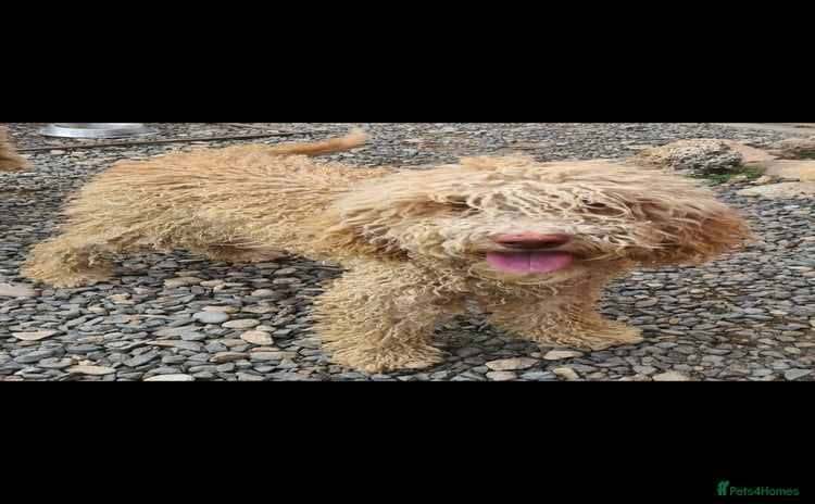Mixed Breed dogs - Advert 13