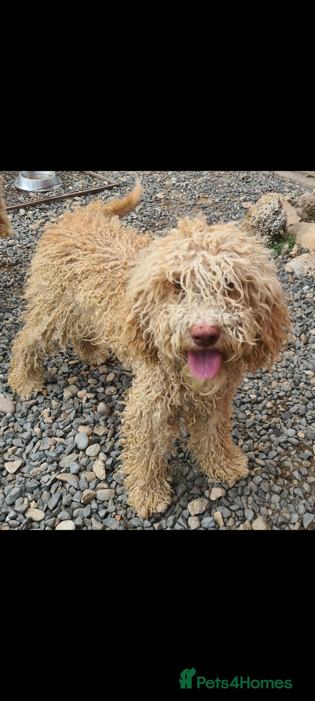 Mixed Breed dogs for adoption: RUFFLES, female. Non shedding - Image 1