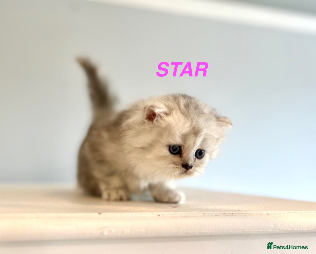 Persian cats for sale: **LAST ONE** Stunning pure Persian Kittens PKD Neg - Image 20