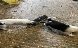 Border Collie dogs for sale: Beautiful cheeky border collies for sale - Image 26