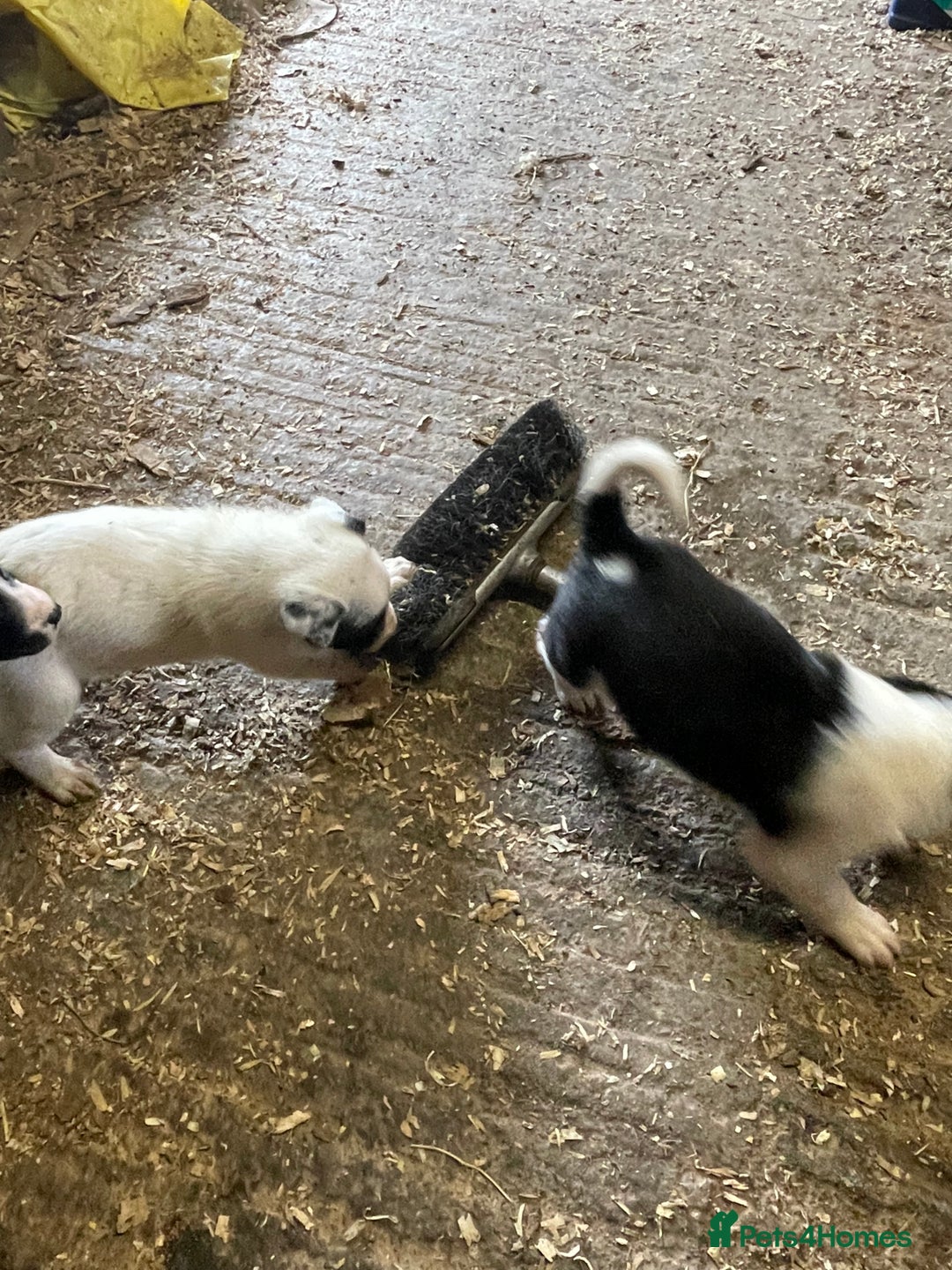 Border Collie dogs for sale: Beautiful cheeky border collies for sale - Image 26