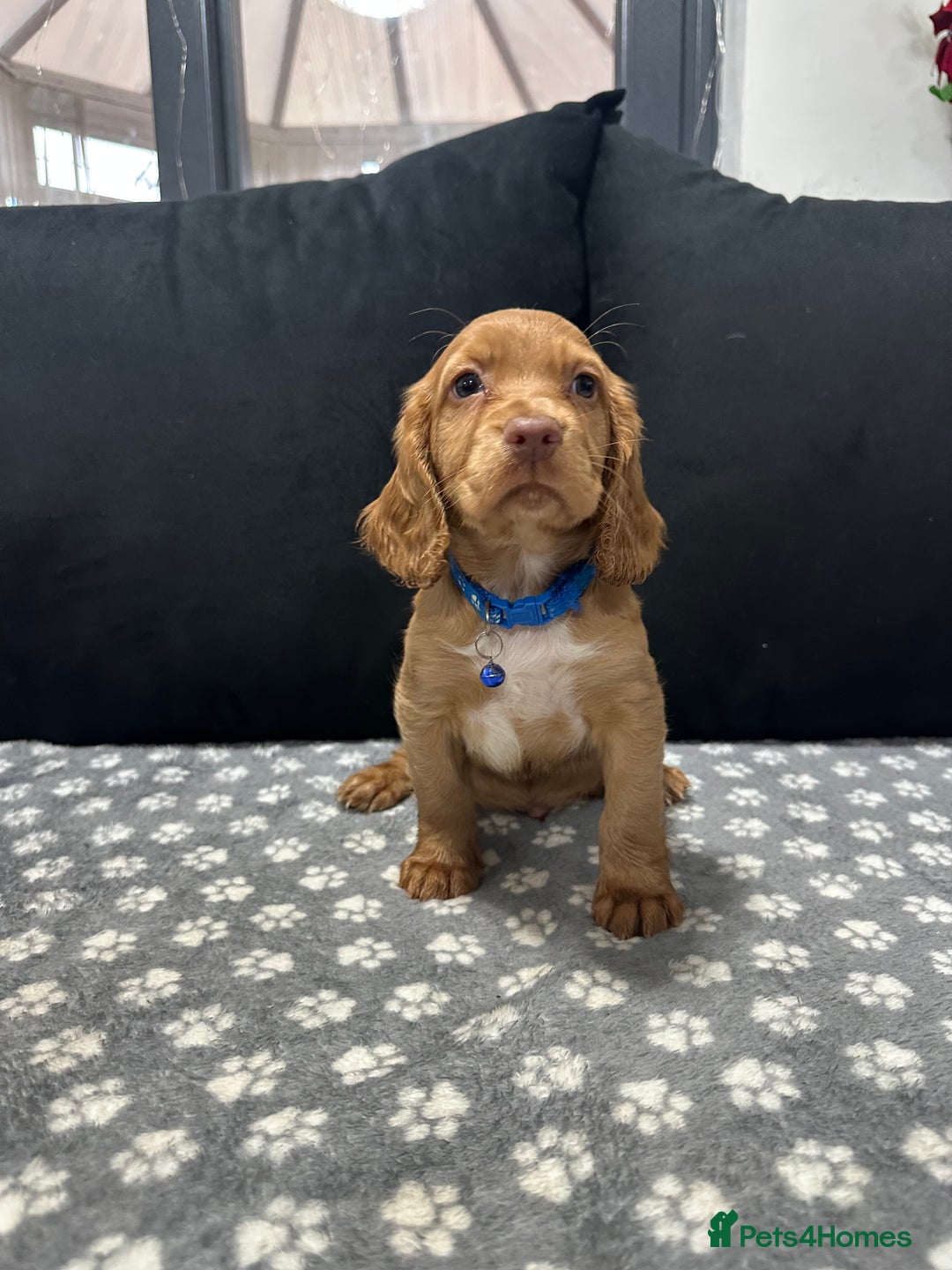 Cocker Spaniel dogs for sale: 3 beautiful cocker spaniel puppies left  - Advert 7