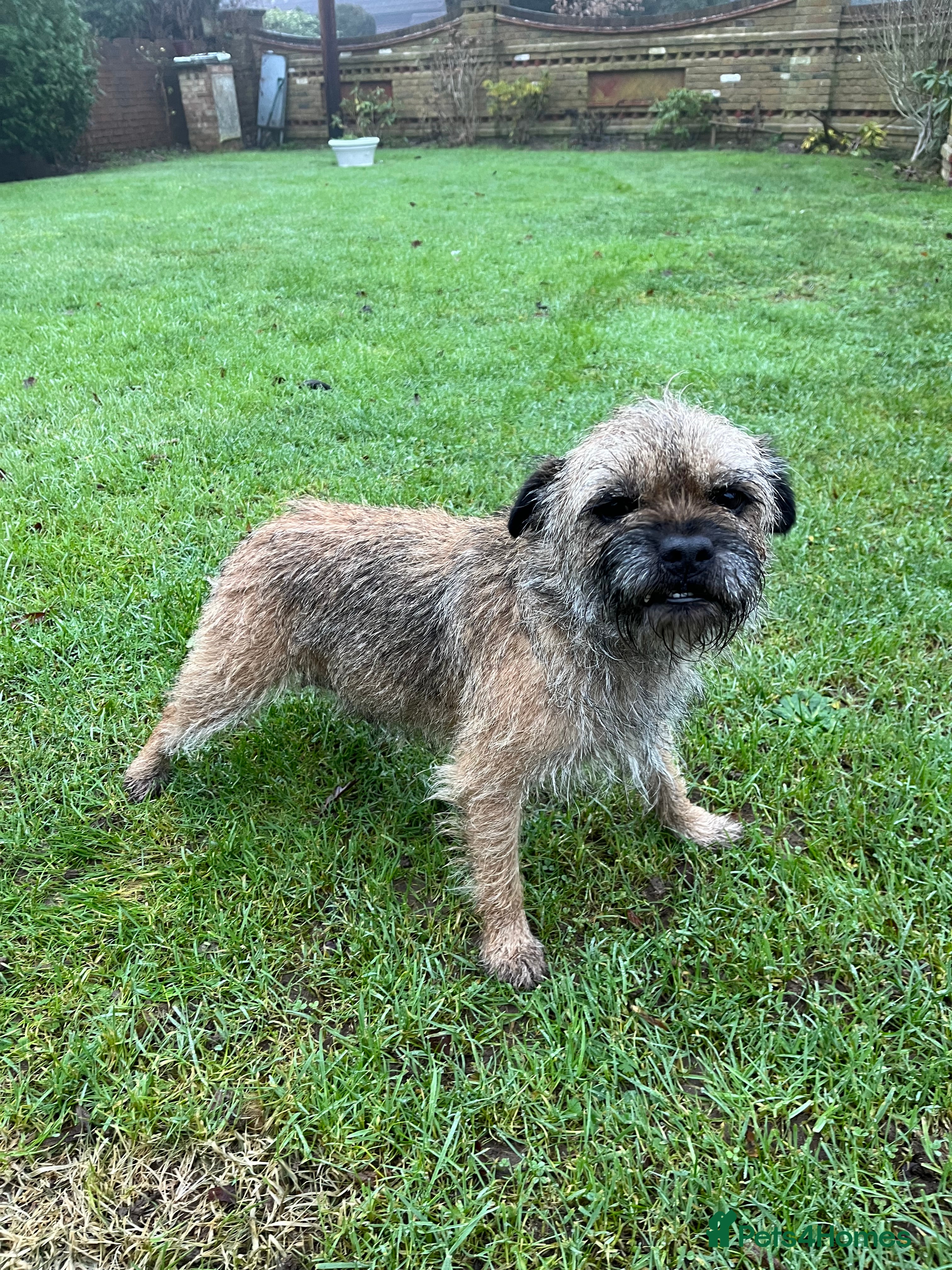 Border Terrier dogs Stunning border terries  - Advert 1