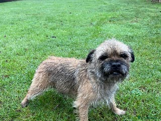 Border Terrier dogs Stunning border terries - Advert 2