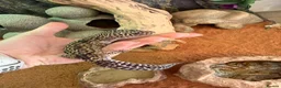 Leopard Gecko reptiles for sale: Mack Snow Leopard Gecko - Advert 6