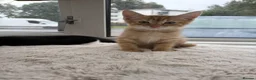 Mixed Breed cats for sale: Kittens looking for a lovely family  - Advert 6