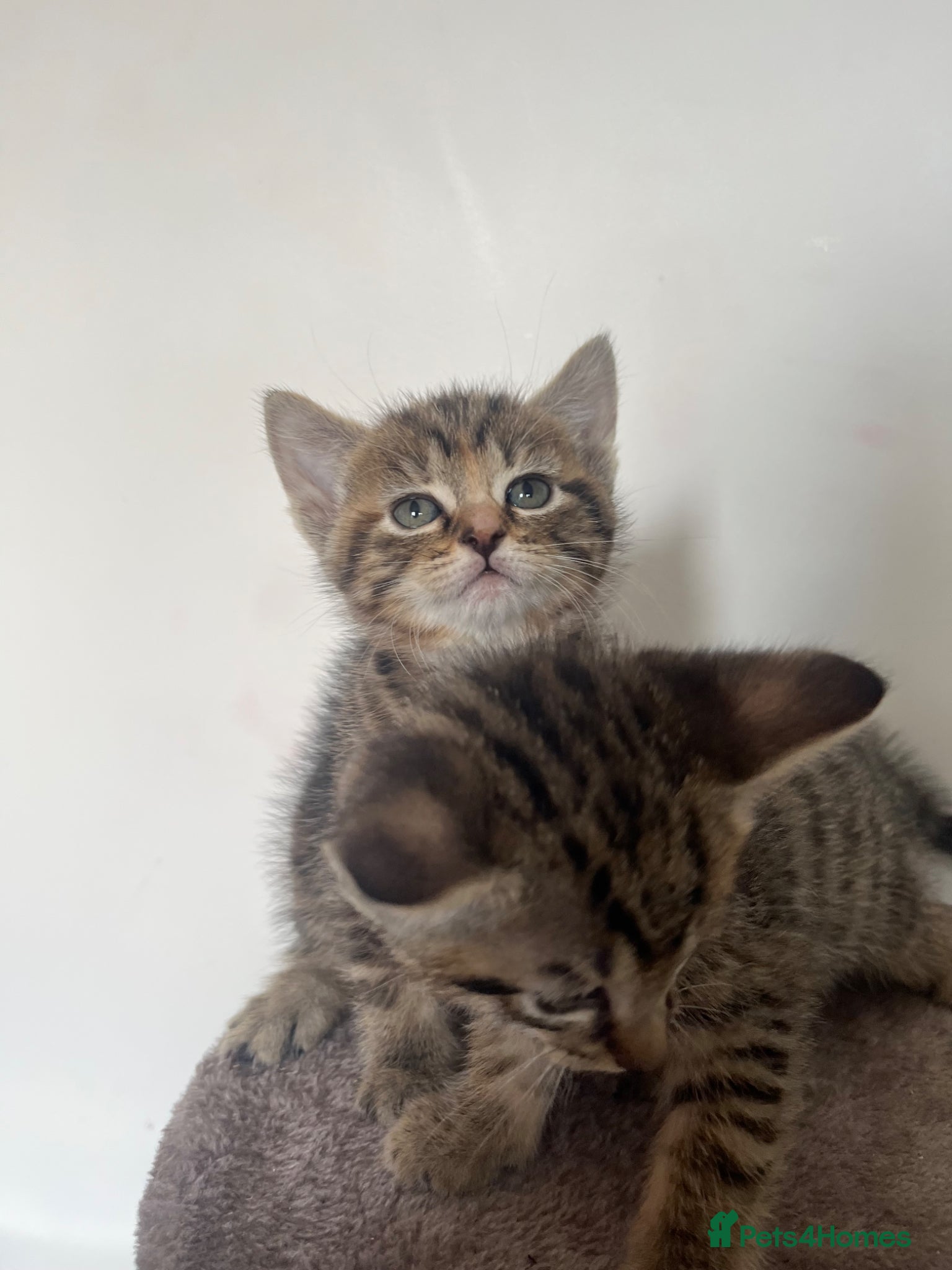 Mixed Breed cats RAGDOLL X KITTENS 💕💙 - Advert 20