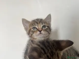 Mixed Breed cats RAGDOLL X KITTENS 💕💙 - Advert 20