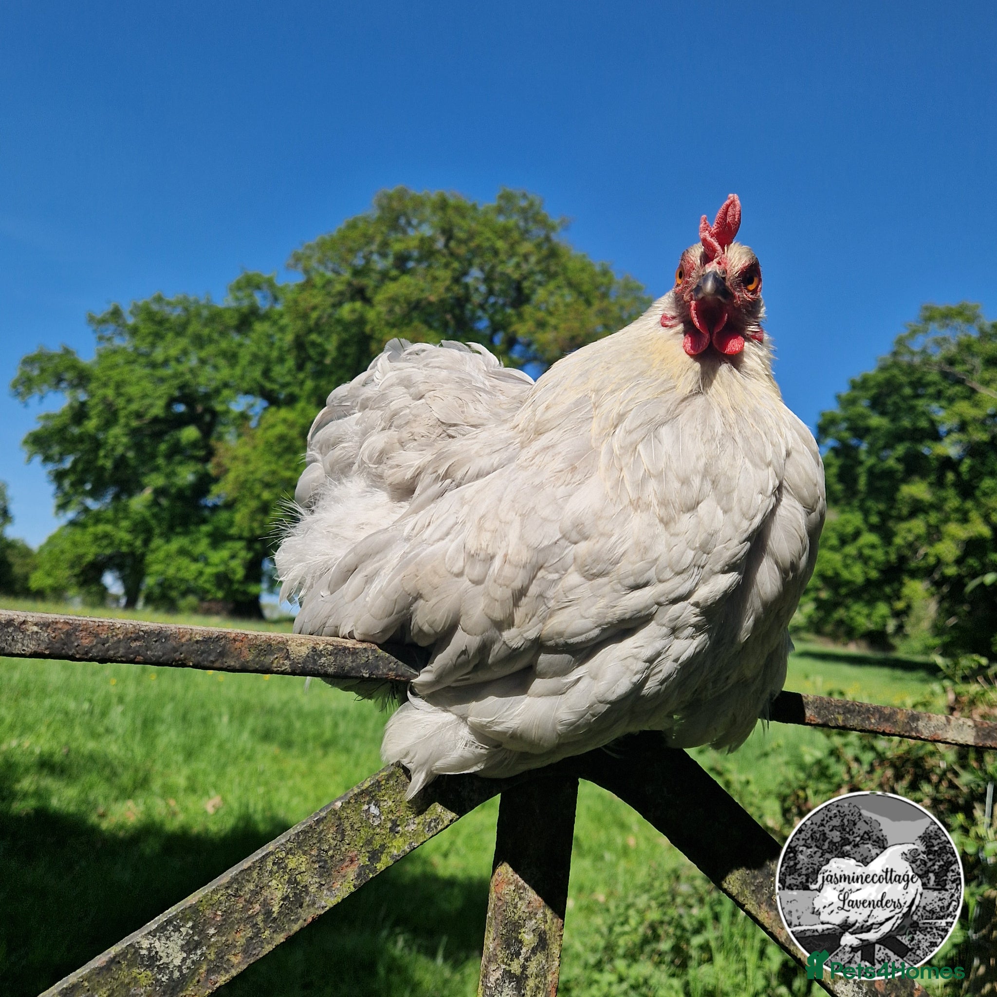 Chickens poultry 6 Beautiful Pekin Bantam Hatching Eggs - Advert 2