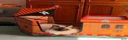 Ragdoll cats for stud: Stunning sealpoint available for stud duties - Advert 5