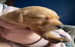 Labrador Retriever dogs for sale: Fox Labrador retriever puppies - Image 5