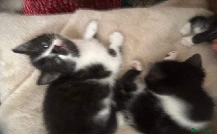 Mixed Breed cats - Advert 12
