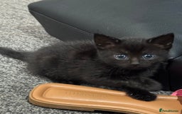 Mixed Breed cats for sale: 3 stunning mixed breed kittens - Image 4
