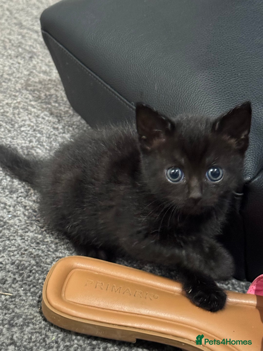 Mixed Breed cats for sale: 3 stunning mixed breed kittens - Image 4