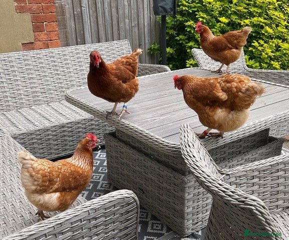 Chickens poultry Variety of hybrid chickens for sale - Advert 1