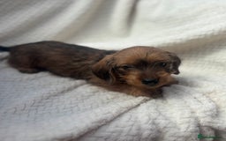 Mixed Breed dogs for sale: Dorkie puppies  - Image 3