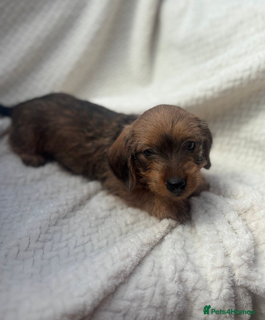 Mixed Breed dogs for sale: Dorkie puppies  - Image 3