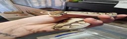 Python Snake reptiles for sale: Baby royal pythons  - Advert 9
