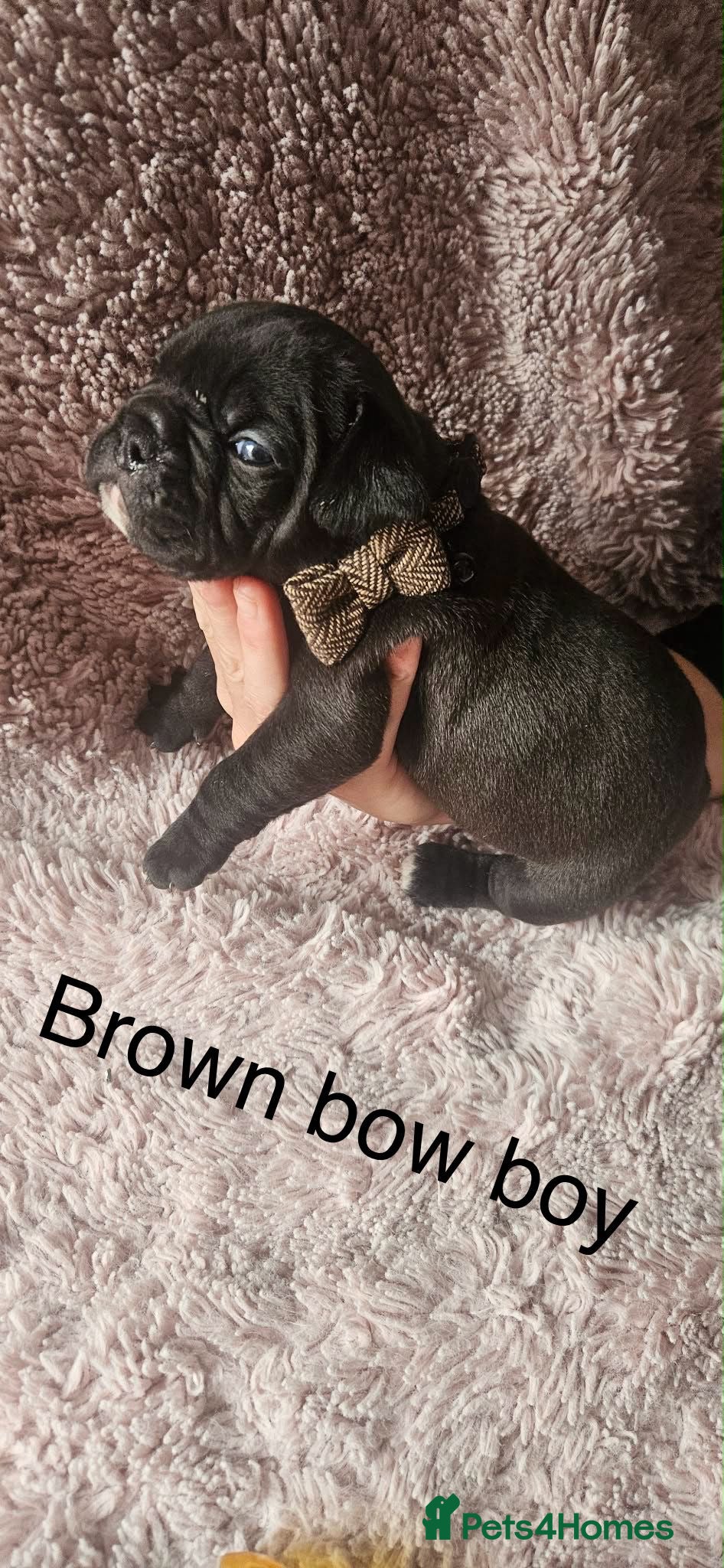 Mixed Breed dogs for sale: 🐾 French Bulldog × Olde English Bulldog Pups 🐾 - Advert 5