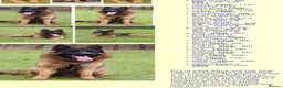 German Shepherd dogs for sale: Long hair German Shepherd puppy full health tests - Advert 3