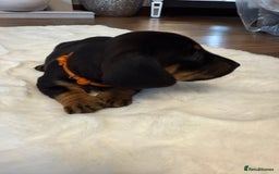 Dachshund dogs for sale: Dachshunds for sale   - Image 2