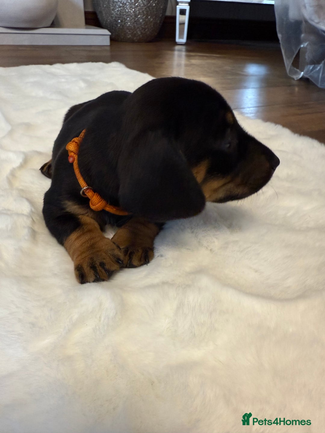 Dachshund dogs for sale: Dachshunds for sale   - Image 2