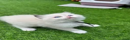 Ragdoll cats for sale: Gccf (champion) ragdoll kittens  - Advert 7