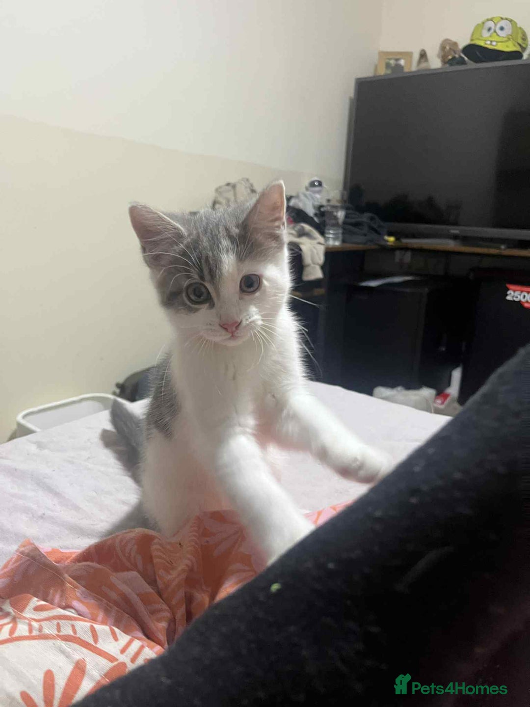 Domestic Shorthair cats for sale: Domestic shorthair tabbys  - Advert 13