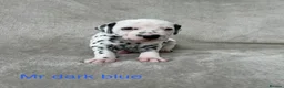 Dalmatian dogs for sale: Beautiful litter of Dalmatian puppies  - Advert 22