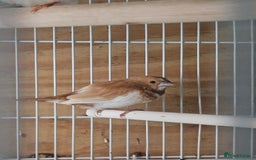 Finches birds for sale: Greenfinch, Bengalese Finches & Zebra Finches - Image 17